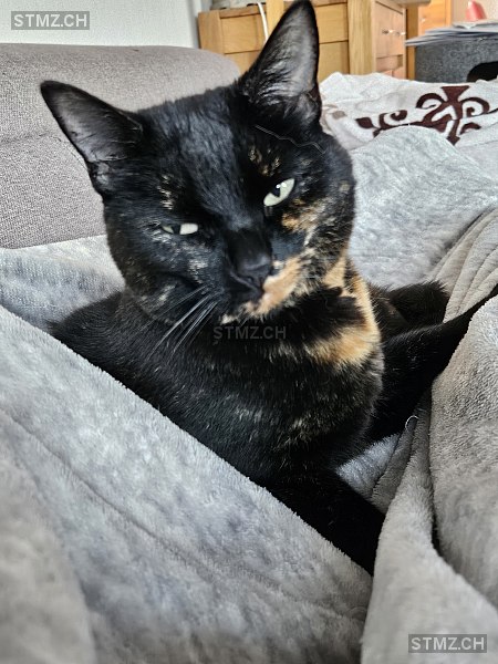 Fina — Hauskatze ♀, Vermisst seit 29.10.2025, Bischofszell (TG)