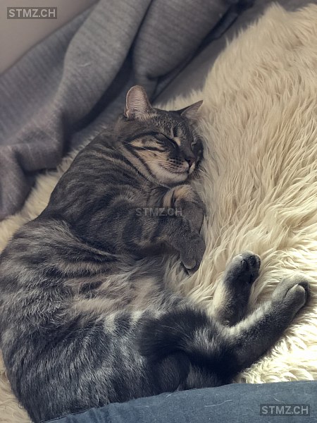 Jöggi — Hauskatze ♂, Vermisst seit 30.10.2025, Sumiswald (BE)