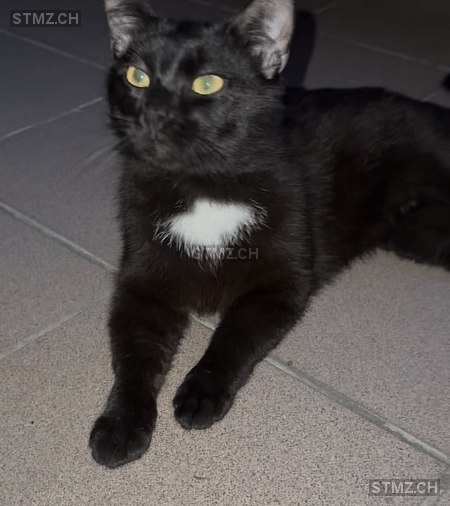 Faizan — Hauskatze ♂, Vermisst seit 07.11.2025, Romanshorn (TG)