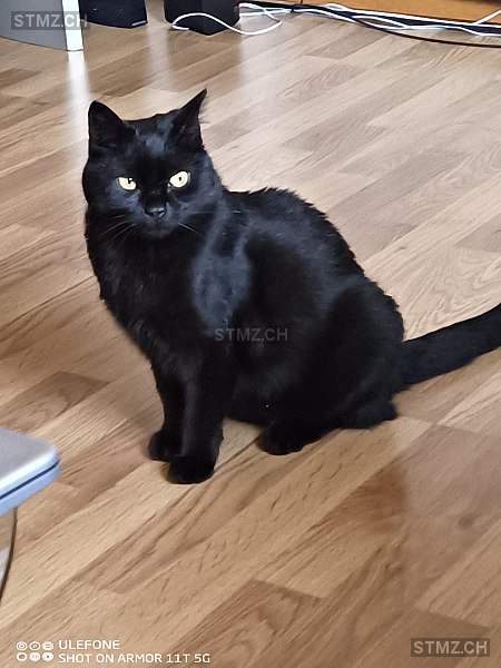 Herr Schwarz — Hauskatze ♂, Vermisst seit 07.11.2025, Löhningen (SH)