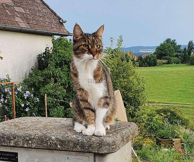 Mischa — Hauskatze ♂, Vermisst seit 02.10.2025, Ammerzwil BE (BE)