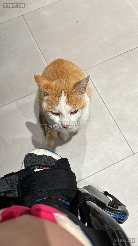 Kira — Hauskatze ♀, Vermisst seit 01.11.2025, Bubikon (ZH)