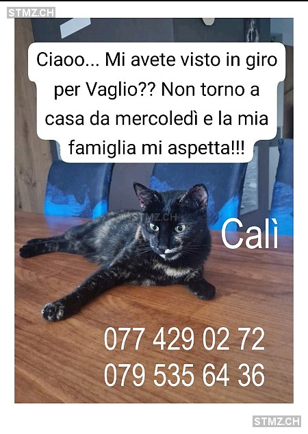 Calí — Hauskatze ♀, Vermisst seit 05.11.2025, Vaglio (TI)