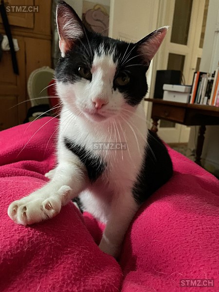 Magnus — Hauskatze ♂, Vermisst seit 27.10.2025, Lausanne (VD)