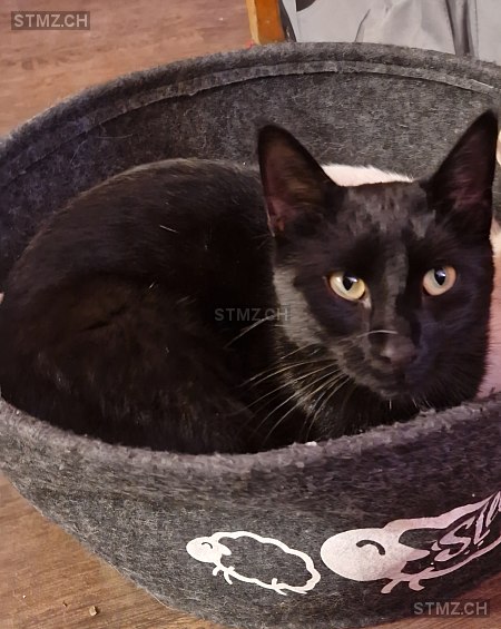 Charbon — Hauskatze ♂, Vermisst seit 09.10.2025, Cressier NE (NE)