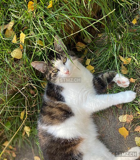 Coco — Hauskatze ♀, Vermisst seit 15.10.2025, Trin (GR)