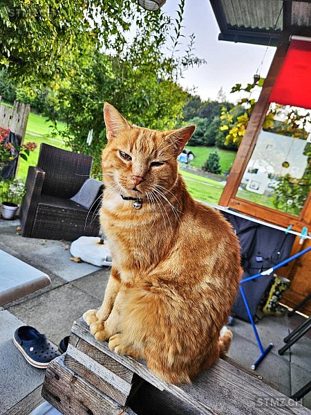 Nuro — Hauskatze ♂, Vermisst seit 09.11.2025, Wittwil (AG)