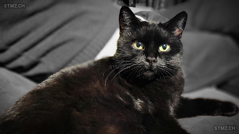 cheeky — Hauskatze ♀, Vermisst seit 07.11.2025, Thun (BE)