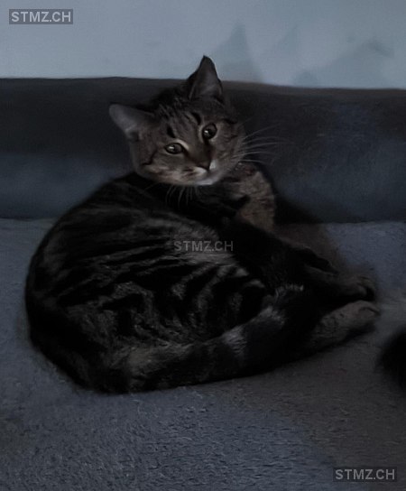 Aslan — Hauskatze ♂, Vermisst seit 09.11.2025, Silenen (UR)