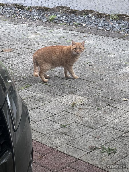 Paul — Hauskatze ♂, Vermisst seit 10.07.2025, Itingen (BL)