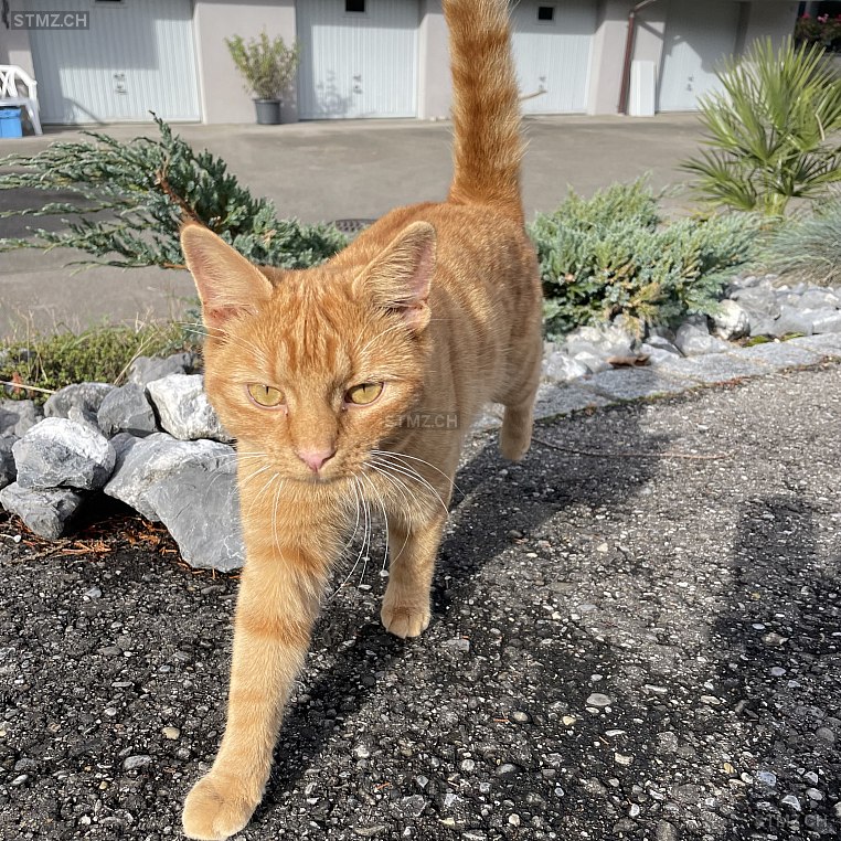 Ginger — Hauskatze ♀, Vermisst seit 04.11.2025, Wängi (TG)