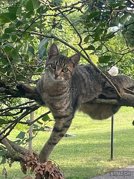 Maja — Hauskatze ♀, Vermisst seit 04.11.2025, Winterthur (ZH)