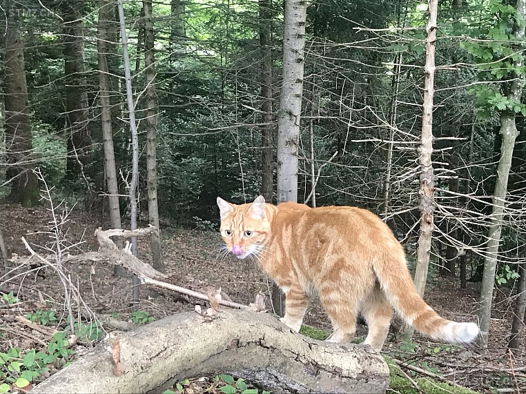 Azzurro — Hauskatze ♂, Vermisst seit 16.10.2025, Buttwil (AG)