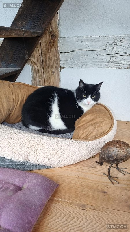 Pedro — Hauskatze ♂, Vermisst seit 10.11.2025, Büren zum Hof (BE)