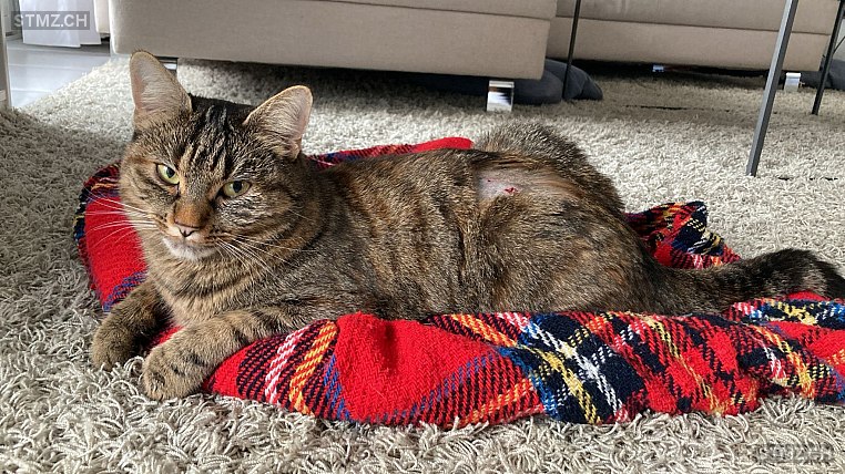 Lily — Hauskatze ♀, Vermisst seit 11.11.2025, Männedorf (ZH)