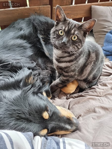 Leo — British Kurzhaar ♂, Vermisst seit 07.11.2025, Beatenberg (BE)