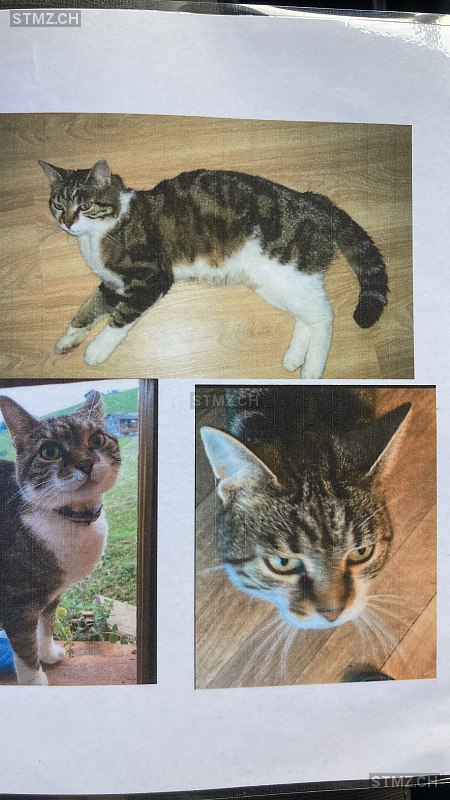 Neytiri — Hauskatze ♀, Vermisst seit 15.08.2025, Giswil (OW)