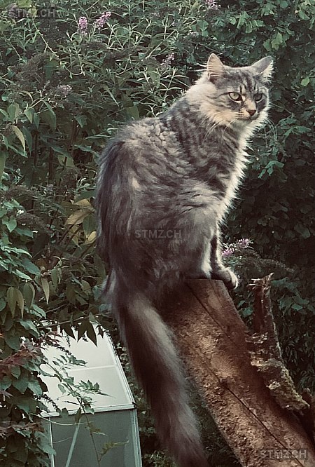 Simba — Hauskatze ♂, Vermisst seit 09.11.2025, St. Gallen (SG)