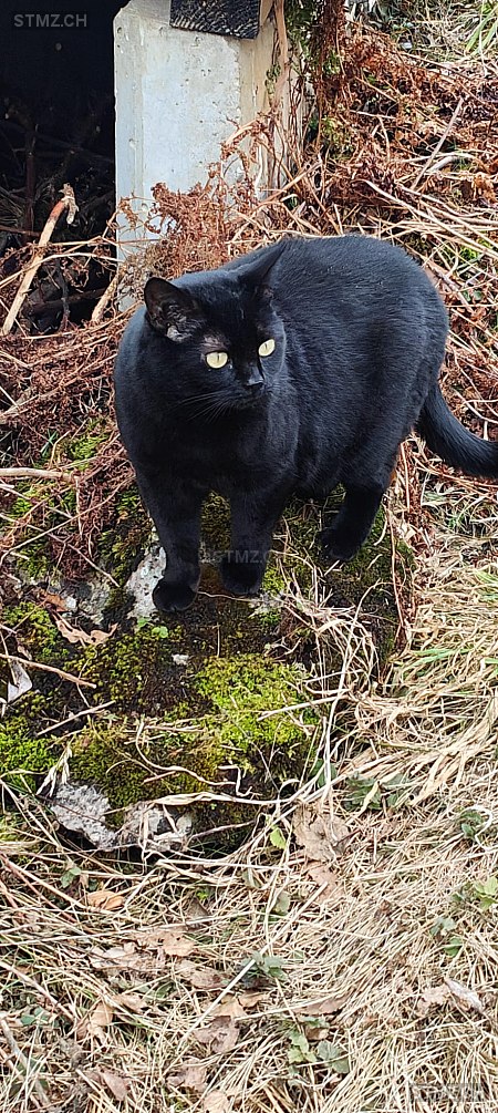 Zingarina — Hauskatze ♀, Vermisst seit 03.11.2025, Amden (SG)