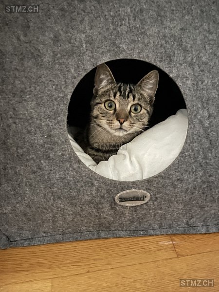 Mimi — Hauskatze ♀, Vermisst seit 11.11.2025, Grabs (SG)