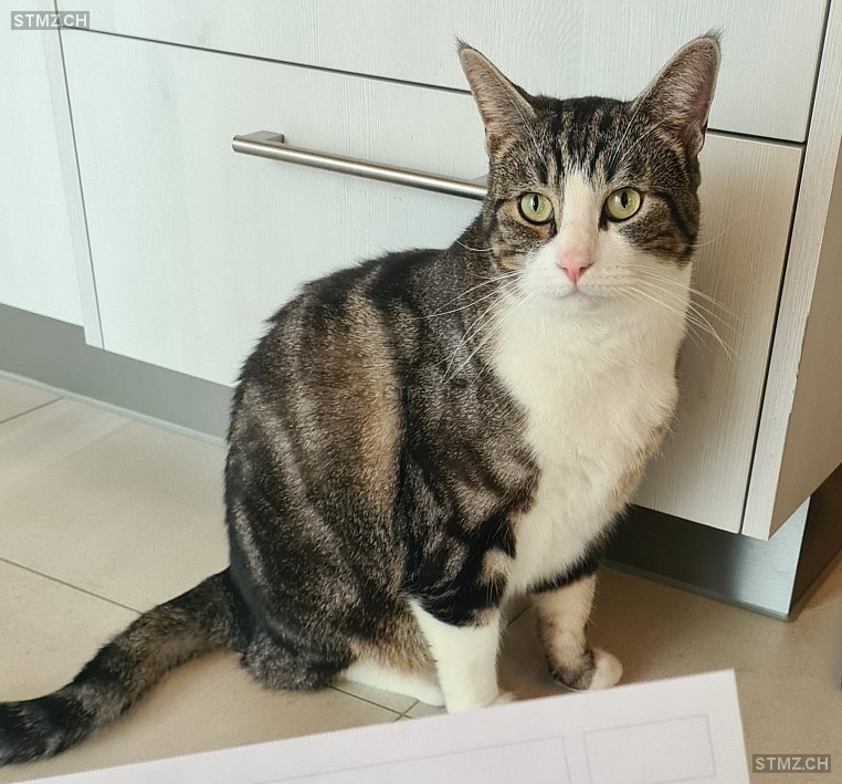 Louie — Norwegische Waldkatze ♂, Vermisst seit 09.11.2025, Willadingen (BE)