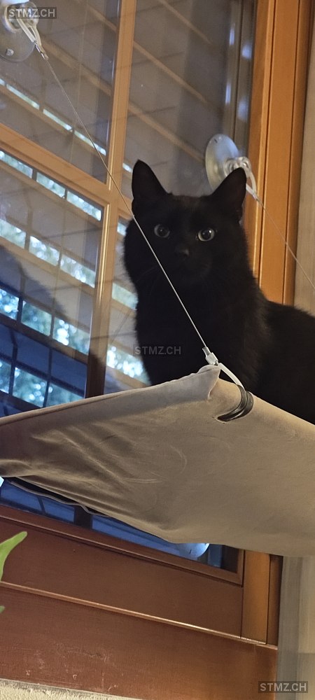 Jacky — Hauskatze ♂, Vermisst seit 10.07.2025, Wölflinswil (AG)