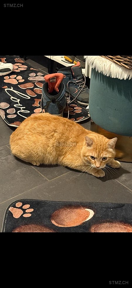 Simba — Hauskatze ♂, Vermisst seit 12.05.2025, Aarwangen (BE)