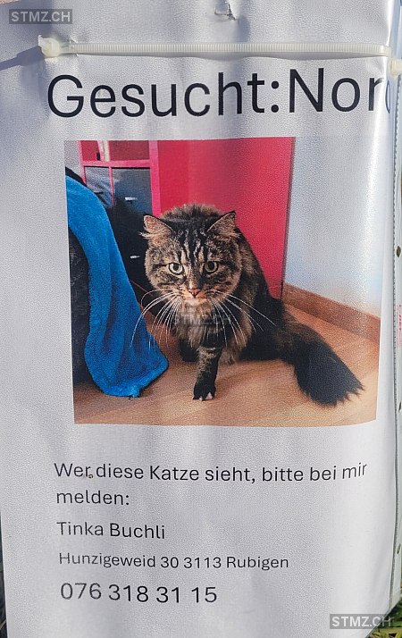 Noro — Katze ♂, Vermisst seit 05.11.2025, Rubigen (BE)