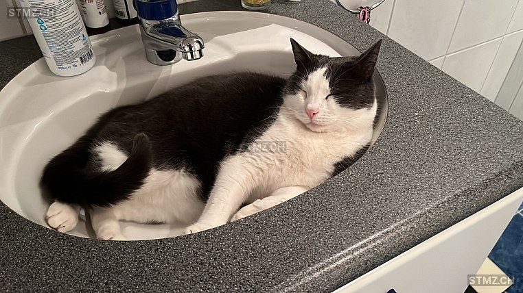 Stella — Hauskatze ♀, Vermisst seit 11.11.2025, Riken AG (AG)