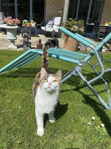 Boogie — Hauskatze ♀, Vermisst seit 13.11.2025, Zumikon (ZH)