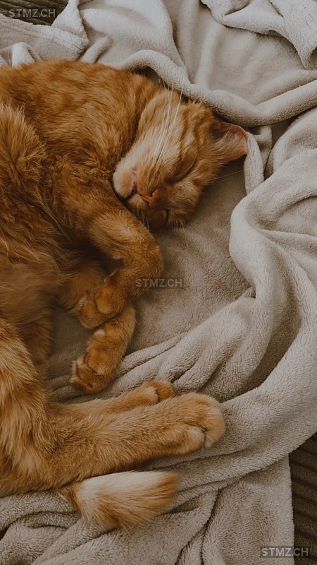 Milo — Katze ♂, Vermisst seit 14.11.2025, Diessenhofen (TG)