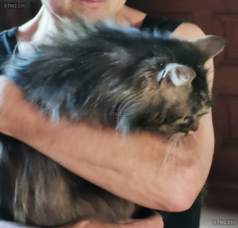 Zimeli — Hauskatze ♀, Vermisst seit 15.11.2025, Weinfelden (TG)