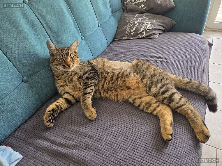 Gigi — Hauskatze ♂, Vermisst seit 12.11.2025, Diepflingen (BL)