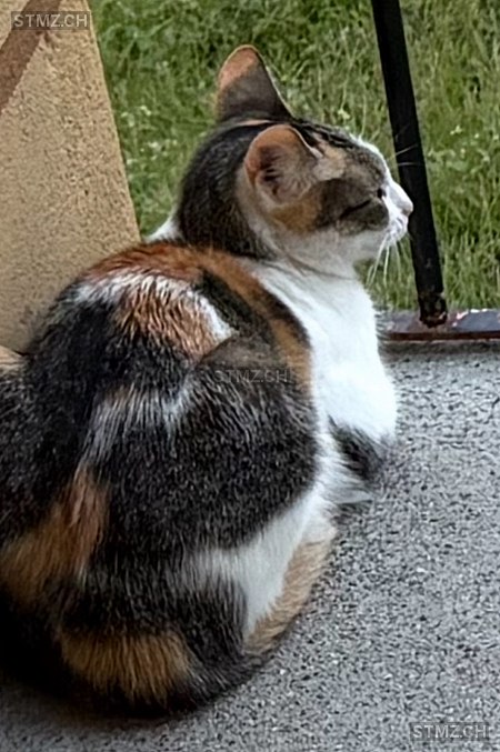 Opale — Hauskatze ♀, Vermisst seit 03.11.2025, Réchy (VS)