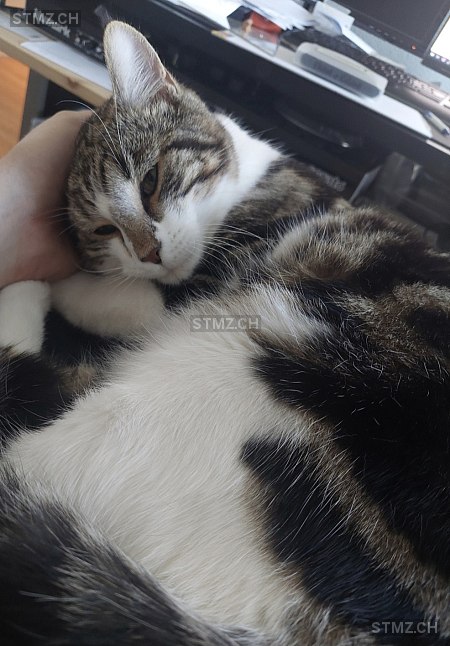 Sam — Hauskatze ♂, Vermisst seit 13.11.2025, Schmitten FR (FR)