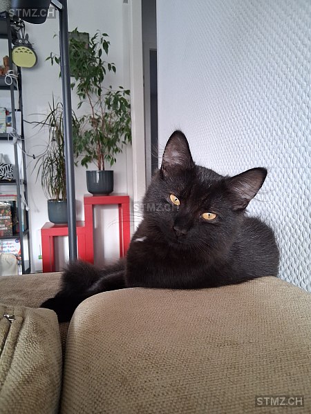 Nero — Hauskatze ♂, Vermisst seit 14.11.2025, Rekingen AG (AG)