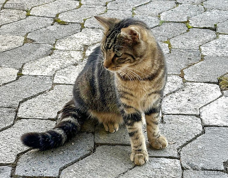 Maxime — Hauskatze ♂, Vermisst seit 17.11.2025, Grosshöchstetten (BE)