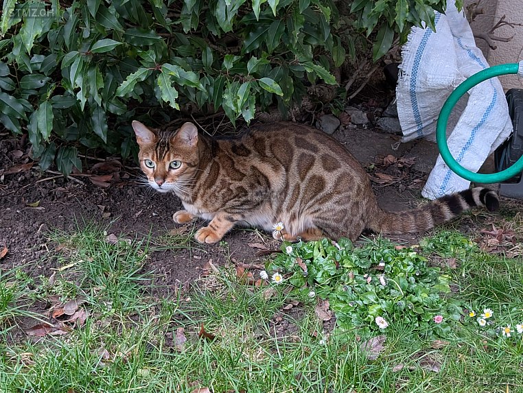 Caruso — Bengalen ♂, Vermisst seit 14.11.2025, Herrliberg (ZH)