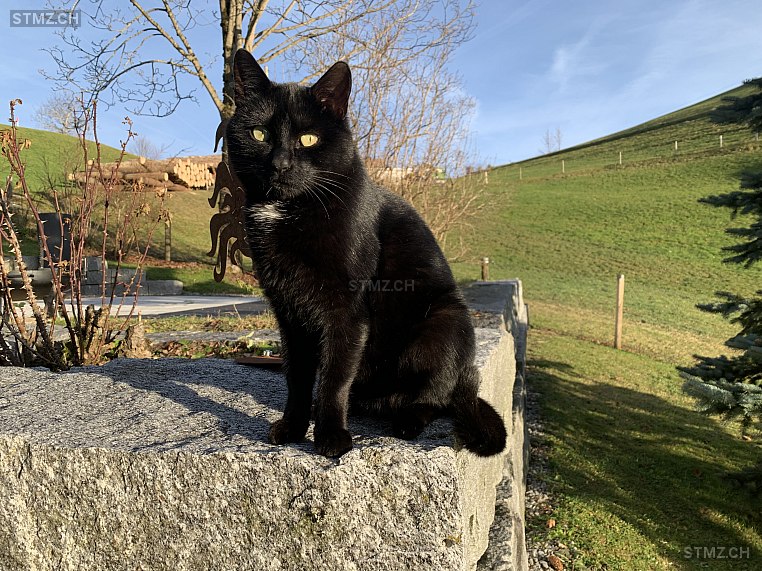 Luna — Hauskatze ♀, Vermisst seit 09.11.2025, Schwellbrunn (AR)