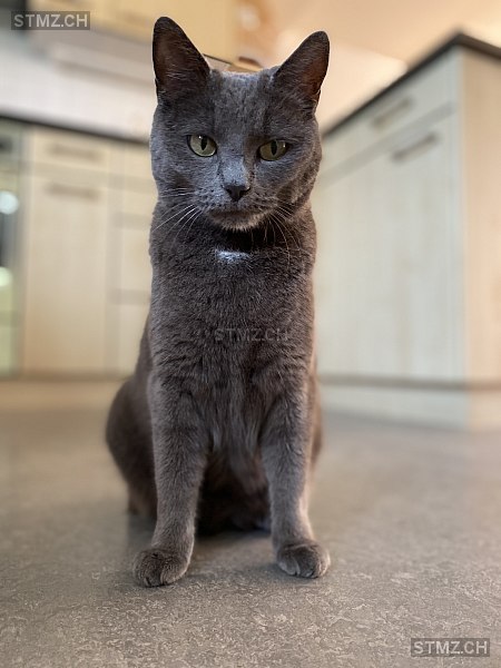 Nova — Hauskatze ♀, Vermisst seit 13.11.2025, Trogen (AR)