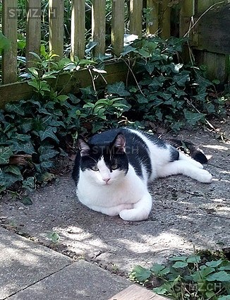 Tom — Hauskatze ♂, Vermisst seit 16.11.2025, Emmetten (NW)