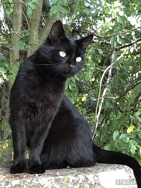 Ringli/Büsu — Hauskatze ♂, Vermisst seit 29.10.2025, Biel/Bienne (BE)