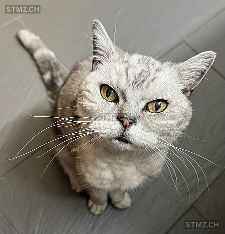 Ebby — British Kurzhaar ♀, Vermisst seit 18.11.2025, Geroldswil (ZH)