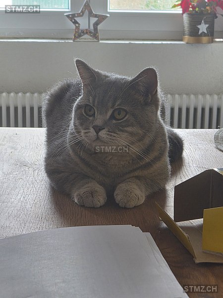 William — British Kurzhaar ♂, Vermisst seit 17.11.2025, Lengnau BE (BE)