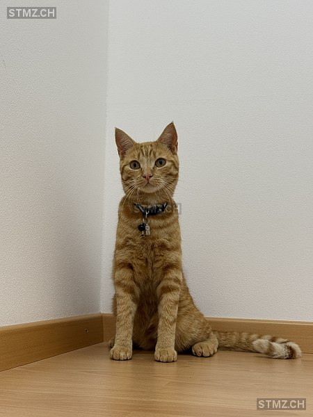 Fredi — Hauskatze ♂, Vermisst seit 16.11.2025, Gossau SG (SG)