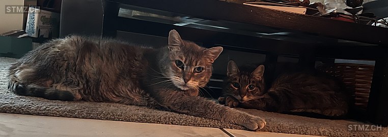 Cici — Hauskatze ♂, Vermisst seit 20.10.2025, Neunkirch (SH)