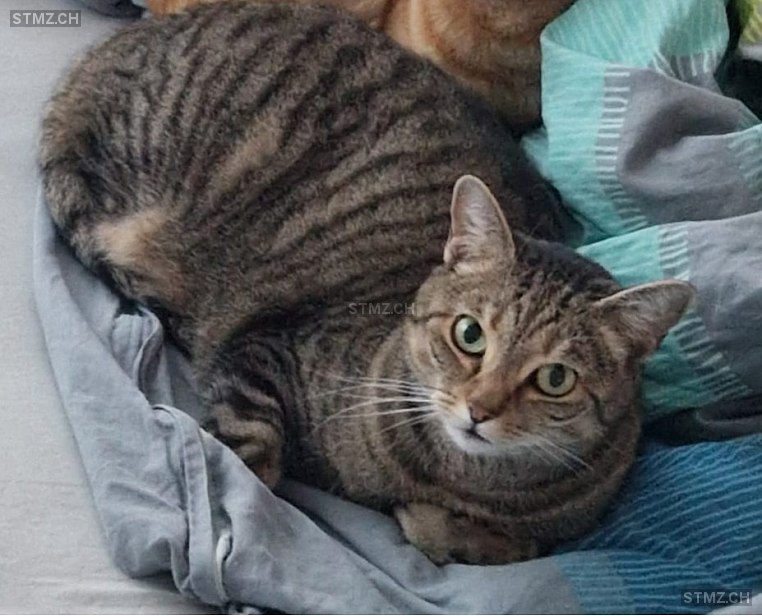 Lea — Hauskatze ♀, Vermisst seit 15.11.2025, Buchs SG (SG)