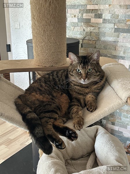 Lilly — Hauskatze ♀, Vermisst seit 19.11.2025, Gümmenen (BE)