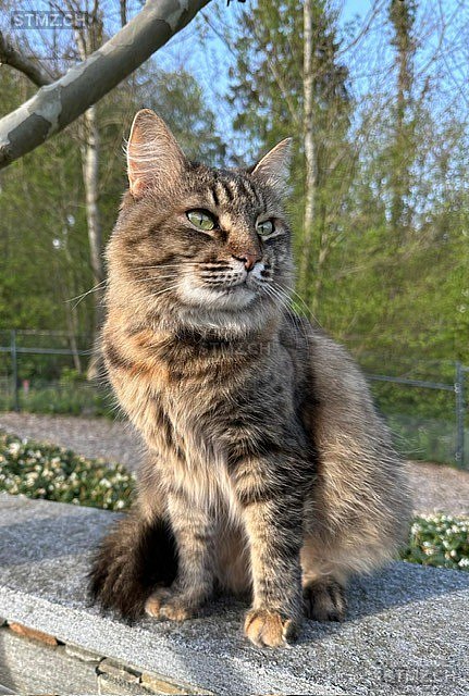 TYA - FINDERLOHN — Hauskatze ♀, Vermisst seit 16.11.2025, Widen (AG)