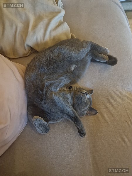 YUNA — Hauskatze ♀, Vermisst seit 01.10.2025, Schinznach Dorf (AG)